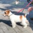 Jack EnGi Maggie (4)