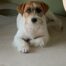 Jack EnGi Maggie (5)
