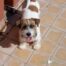 Jack EnGi Maggie (7)
